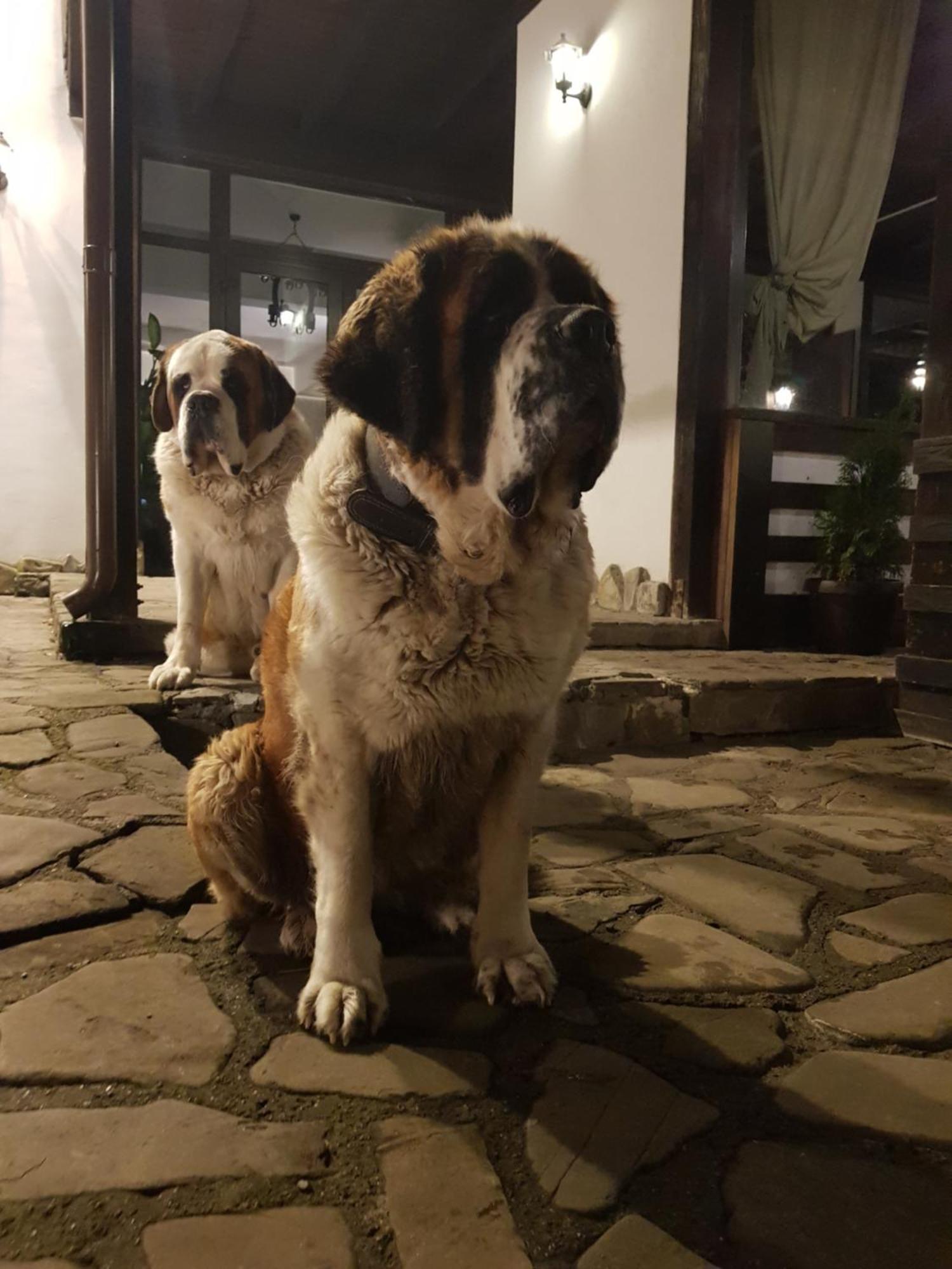 Piatra Neamţ 卡萨德鲁每图雷旅馆酒店 外观 照片